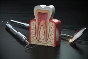 tooth model cross section with dental tools on bla 2021 08 26 16 57 03 utc c